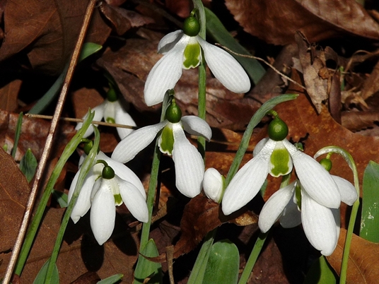 {Galanthus nivalis}